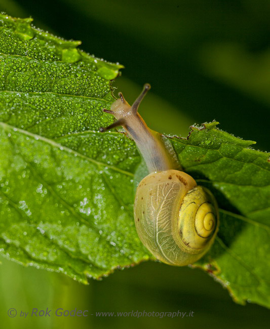 Snail's breakfast